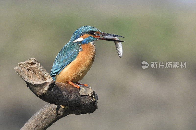 翠鸟与鱼(Alcedo atthis)